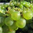 Da vi startede med at kigge rundt på nettet, for at finde blog sider om vin, faldt jeg over en dansk blog der hedder Bobler/Bubbles. Den fangede min interesse med...
